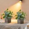 Citrus; 2-Pack 12” Artificial Eucalyptus Plants in Wooden Pots – Realistic Faux Potted Silk Greenery – Indoor Desk & Shelf Home Decor for Living Room, Bedroom & Office; Category:Potted Plants; Image:2